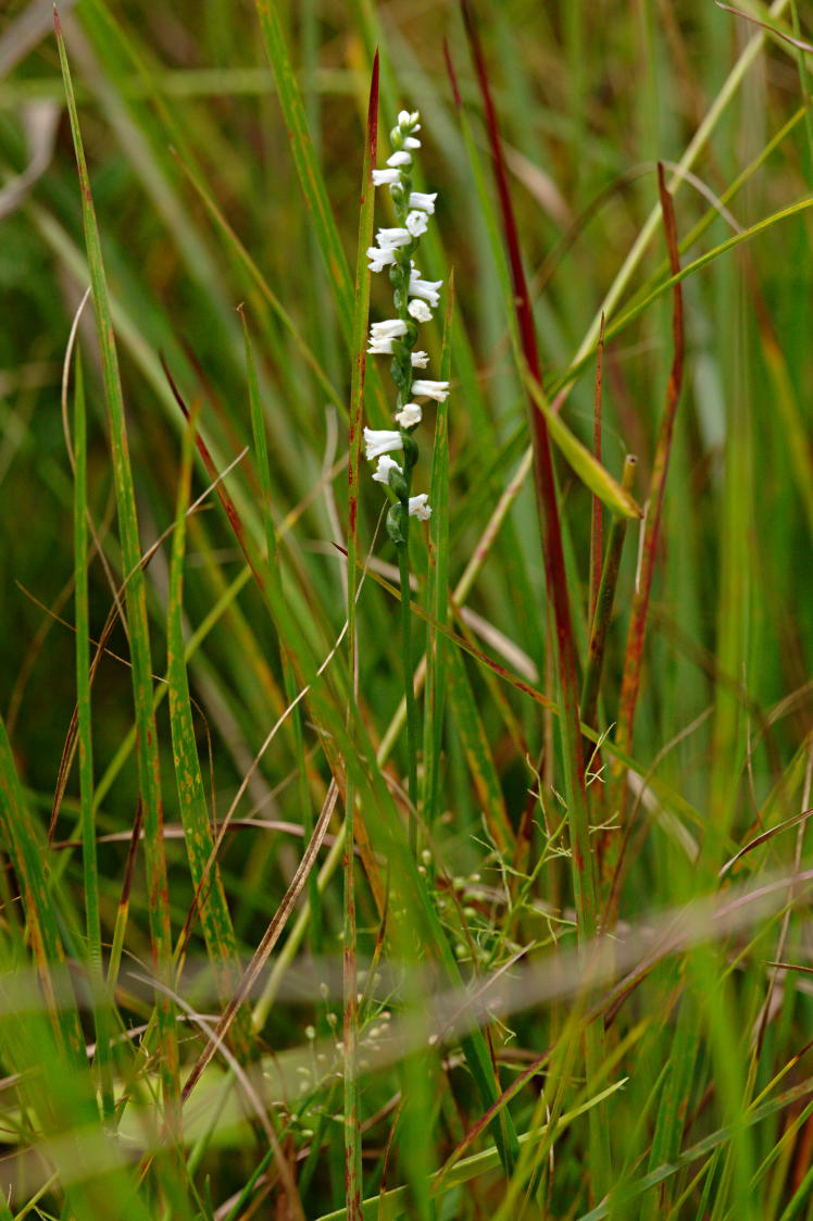 Little Ladies' Tresses