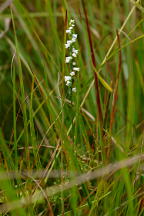 Spiranthes tuberosa