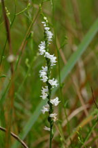 Spiranthes tuberosa