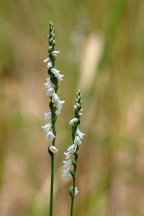 Spiranthes tuberosa