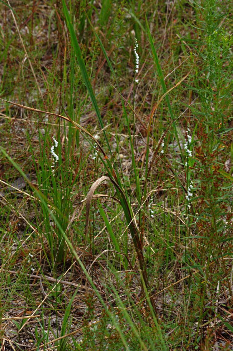 Little Ladies' Tresses