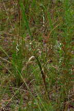 Spiranthes tuberosa