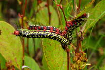 Azalea Caterpillar