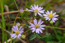 Symphyotrichum laeve