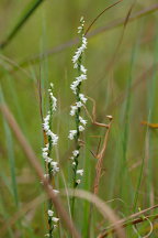 Spiranthes tuberosa