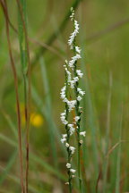 Spiranthes tuberosa