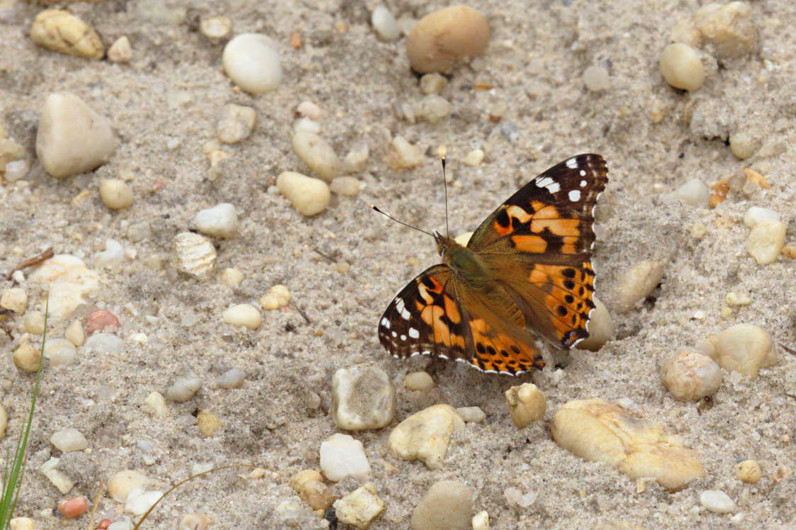 Painted Lady Butterfly