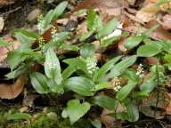 Maianthemum canadense