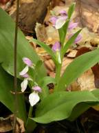 Showy Orchis