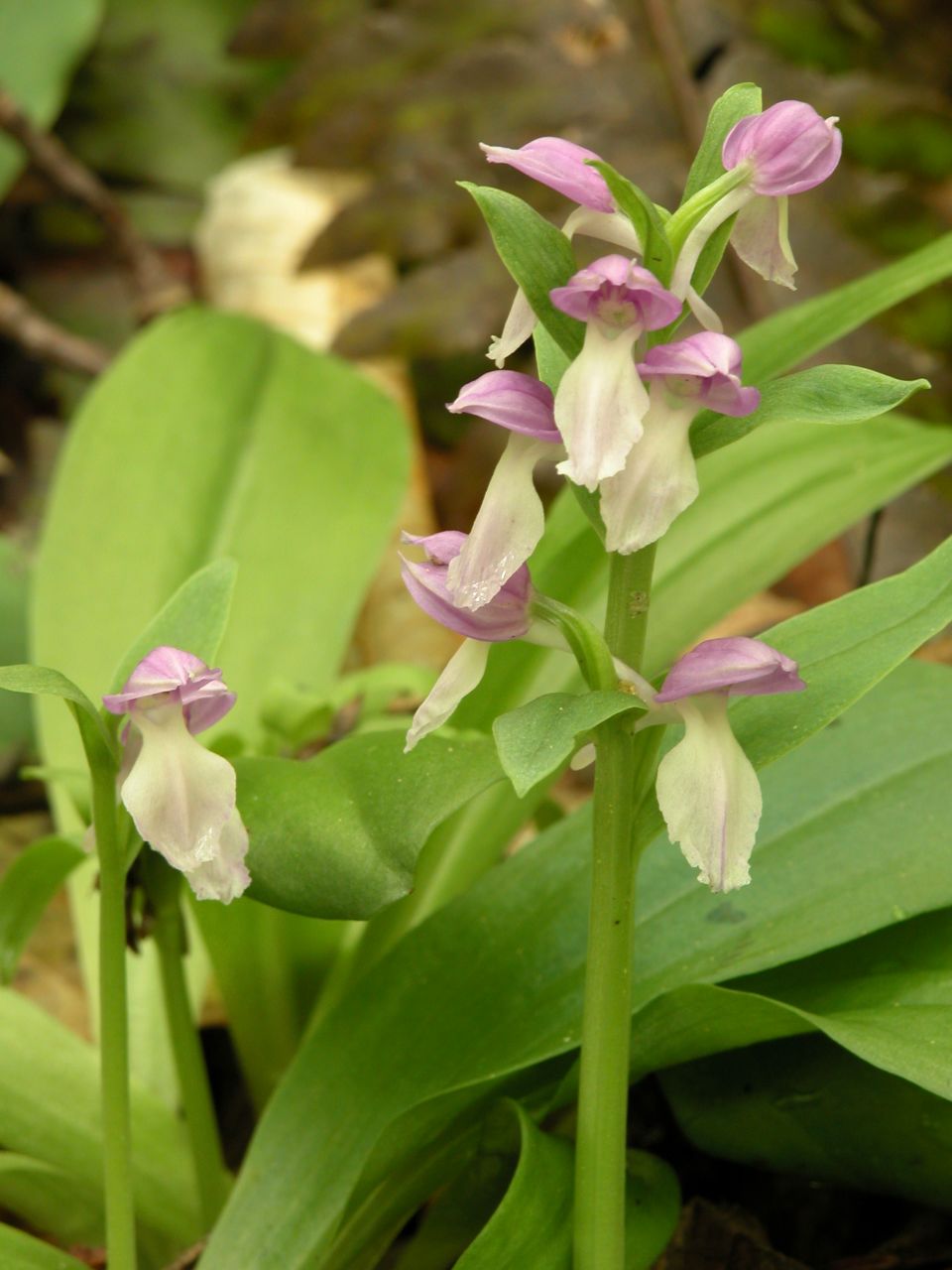 Showy Orchis