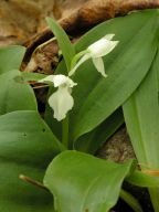 White-Flowered Showy Orchis