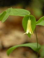 Uvularia perfoliata