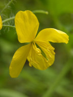 Chelidonium majus