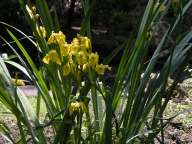 Yellow Iris