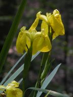 Iris pseudacorus