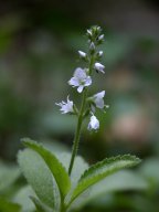 Veronica officinalis