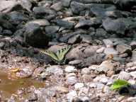 Eastern Tiger Swallowtail