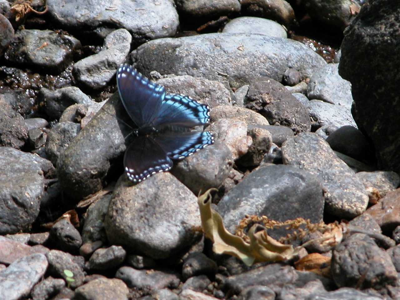 Red-Spotted Purple Butterfly