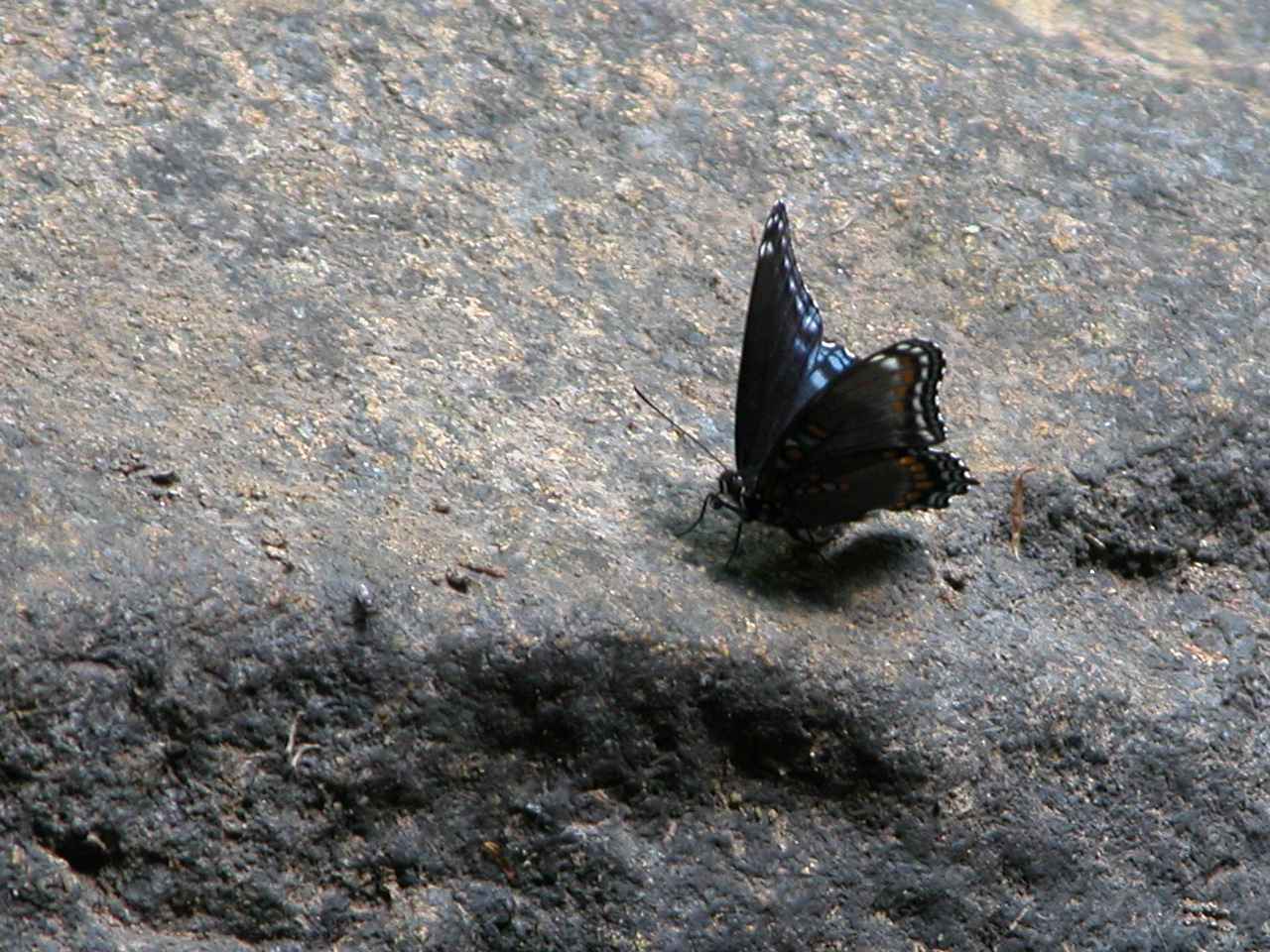 Red-Spotted Purple Butterfly