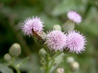 Cirsium arvense