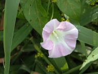 Calystegia sepium