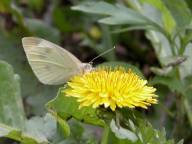 Taraxacum officinale