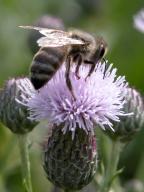 Honeybee on Canada Thistle