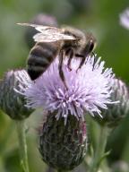 Cirsium arvense