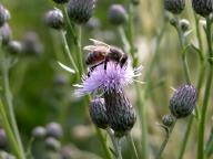 Honeybee on Canada Thistle