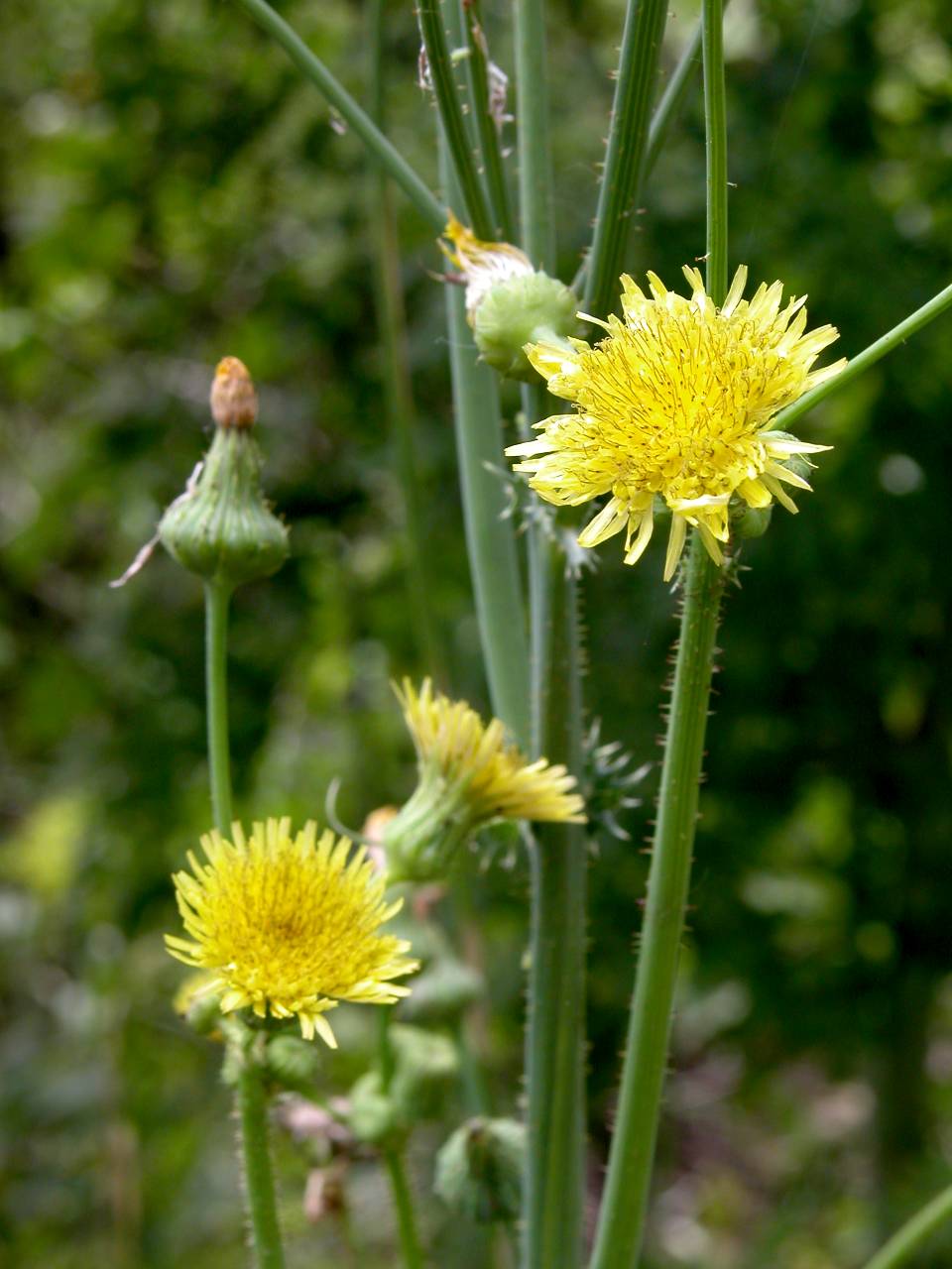 Spiny Sow Thistle