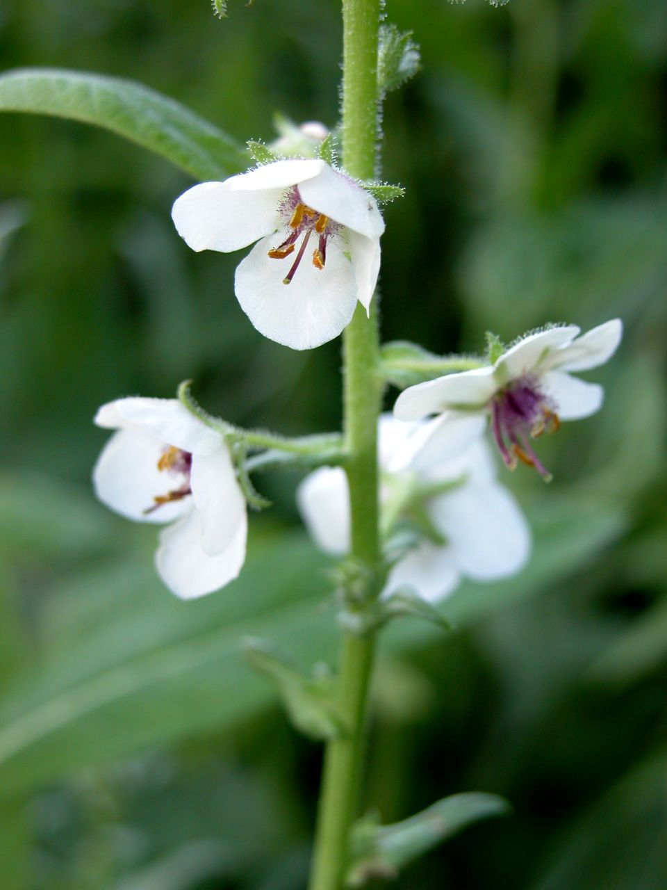 Moth Mullein