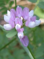 Coronilla varia