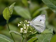 Cabbage White Butterfly