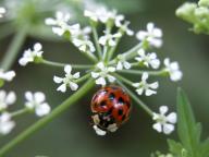 Conium maculatum