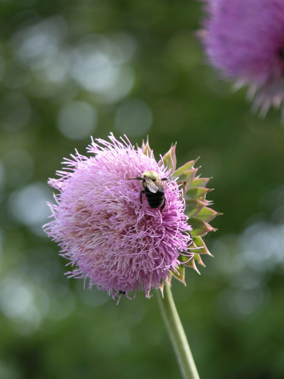 Bumblebee on Nodding Thistle