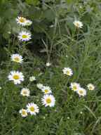 Leucanthemum vulgare