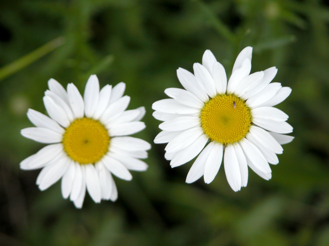 Ox-eye Daisy