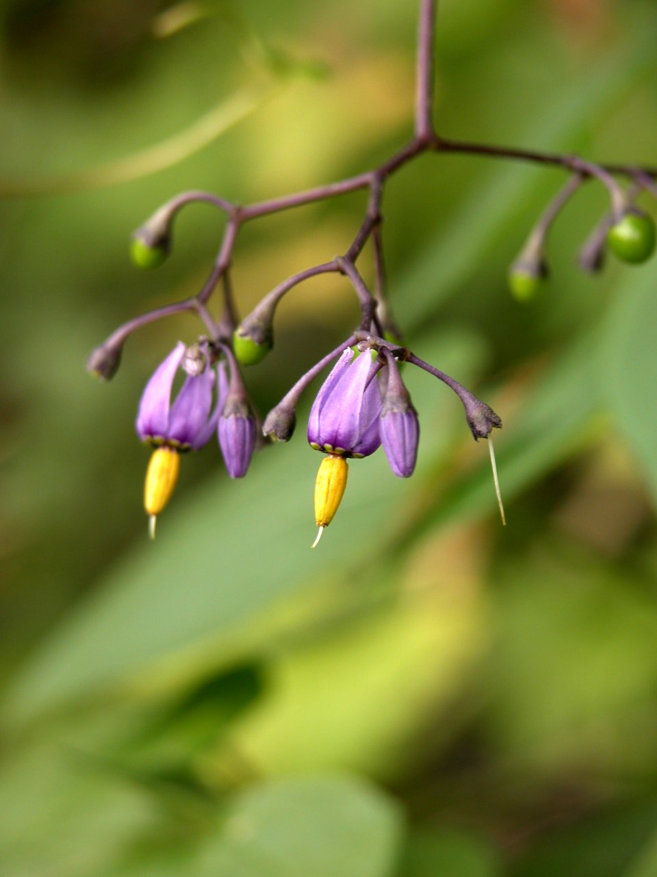 Bittersweet Nightshade