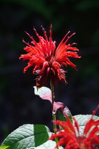 Monarda didyma