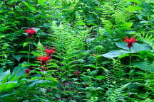 Monarda didyma