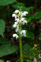 Pyrola elliptica