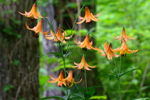 Lilium canadense