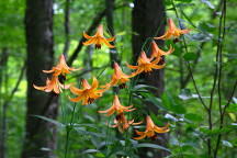 Lilium canadense