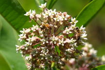 Asclepias syriaca