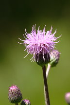 Canada Thistle