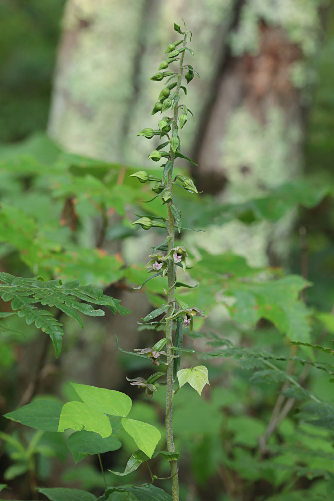 Broad-Leaved Helleborine