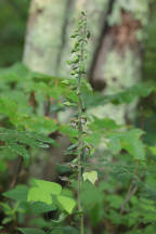 Broad-Leaved Helleborine