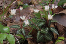 Chimaphila maculata