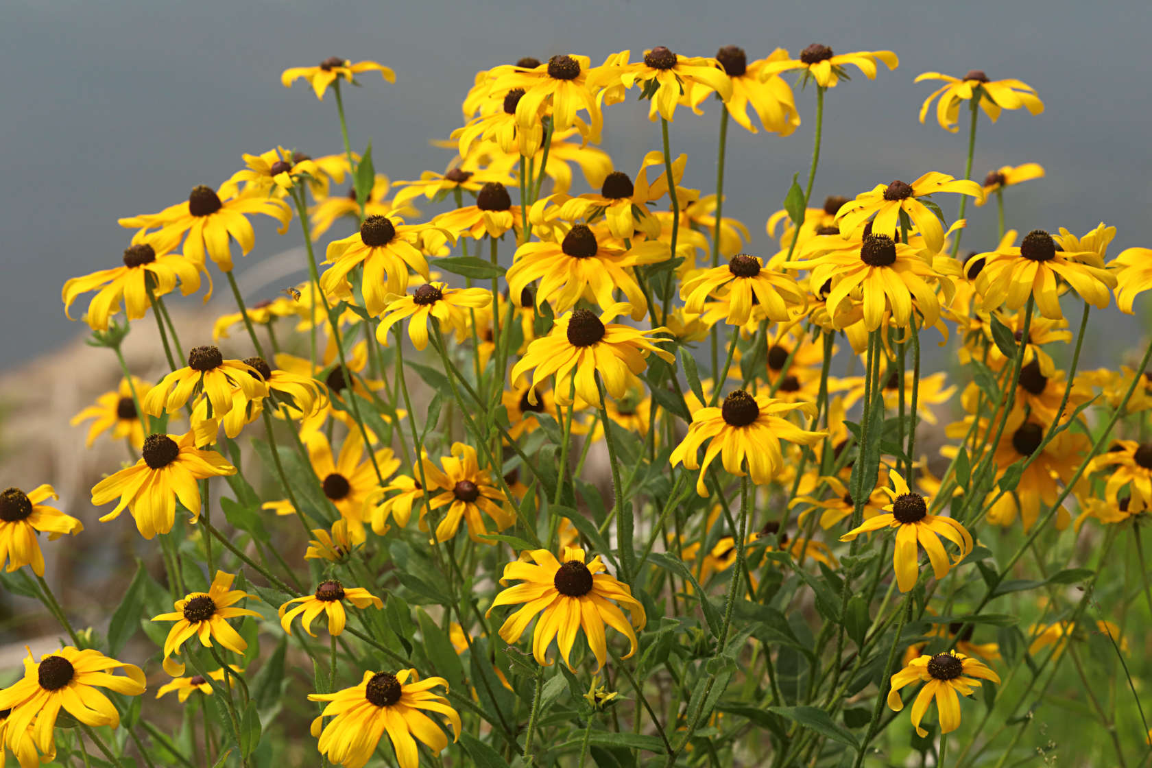 Black Eyed Susan