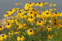 Rudbeckia hirta